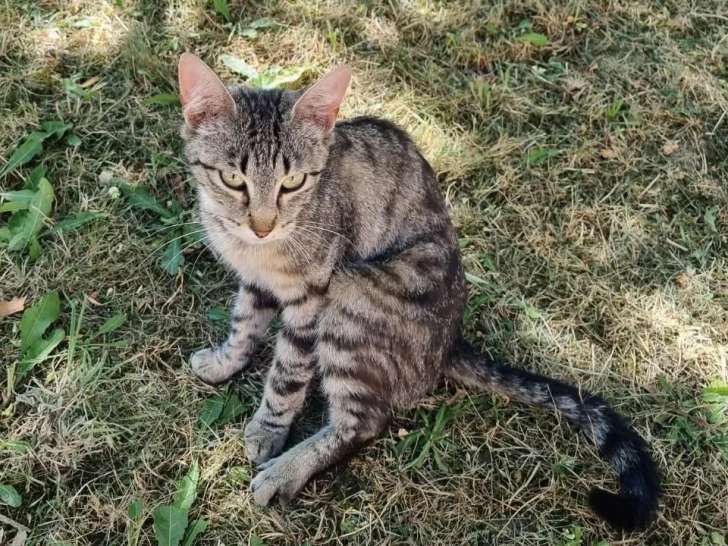 Prête pour l’adoption : chatte d’un an
