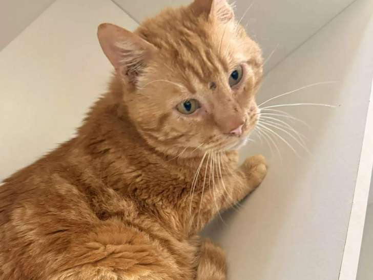 En attente d’un foyer : chat au pelage roux