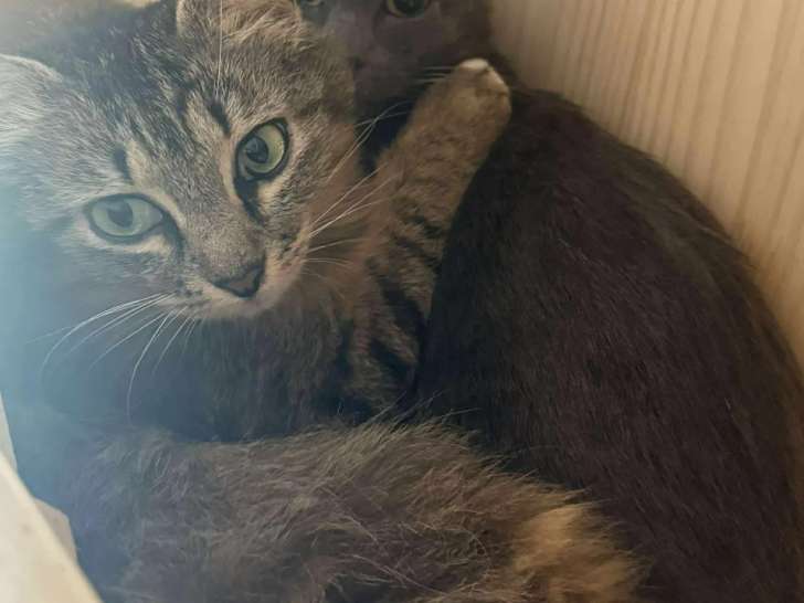 À accueillir : chatte de couleur tigrée