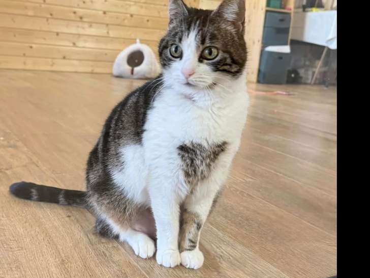 En quête d'une famille : chatte tigrée blanche