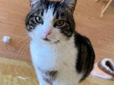 En quête d'une famille : chatte tigrée blanche