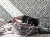 Adoption disponible : chatte noire avec marque blanche