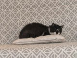 Adoption disponible : chatte noire avec marque blanche