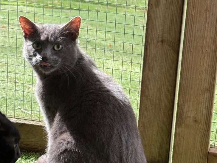À la recherche d’un foyer : chat au pelage gris