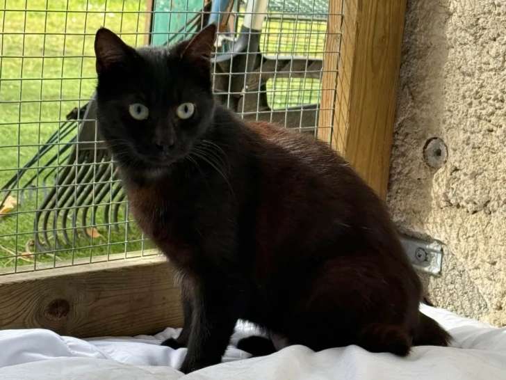 Chatte noire à adopter