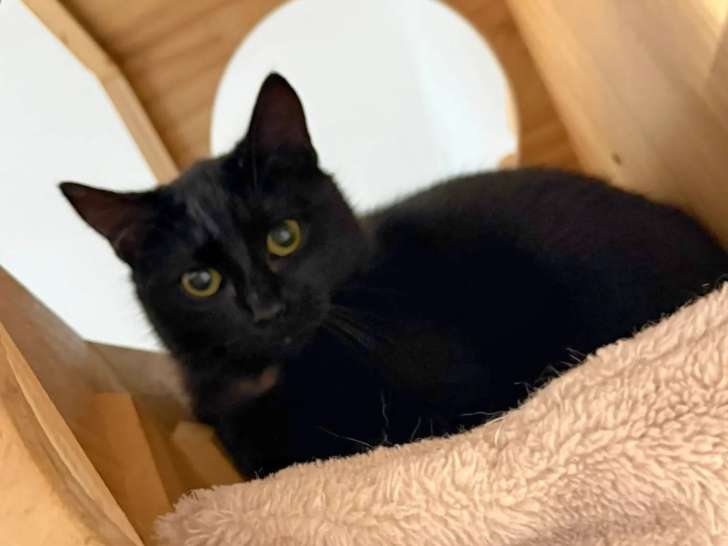 Chat âgé d'un an disponible à l'adoption