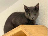 Chatte grise en attente d'adoption