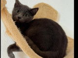 Chatte grise en attente d'adoption