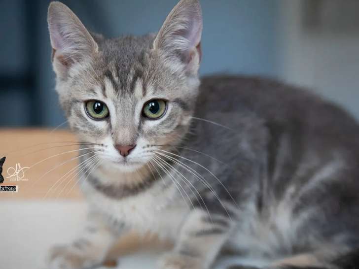 Chatonne tigrée grise prête pour l'adoption