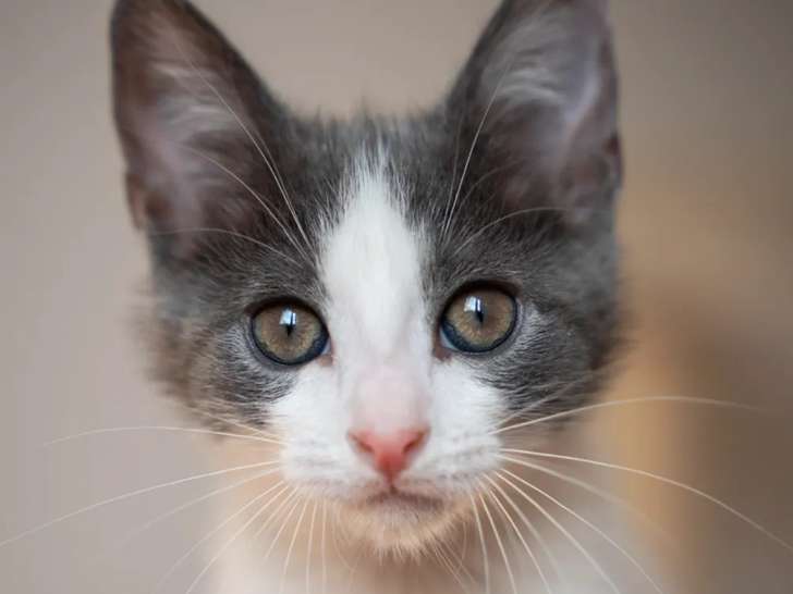 Chaton femelle de 5 mois en attente d’une famille