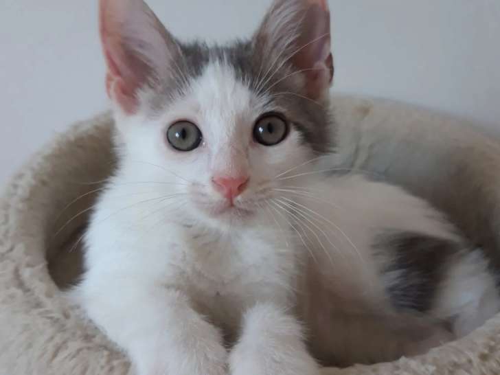 Chatonne de 5 mois à accueillir