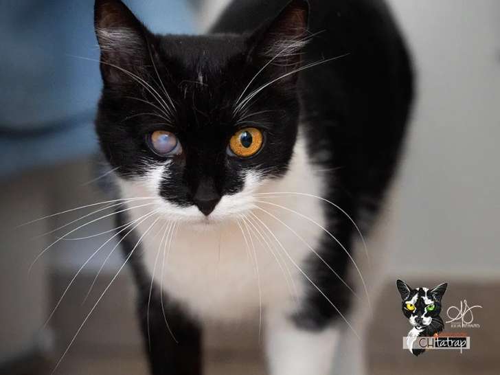 Chatte noire et blanche en quête d’une famille