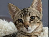 Adoption disponible : chaton femelle tigré