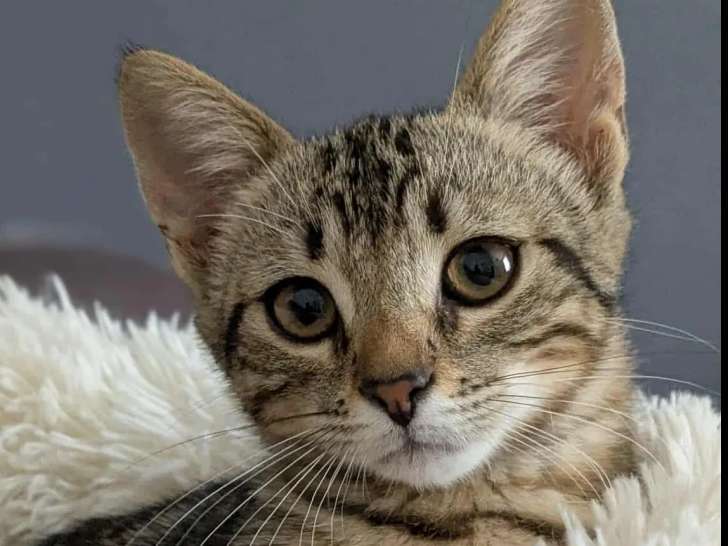 Adoption disponible : chaton femelle tigré
