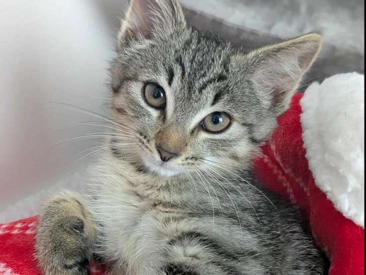 Chaton femelle de 6 mois à la recherche d'un foyer