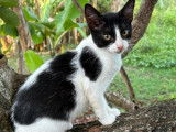 À adopter, chaton femelle noir et blanc