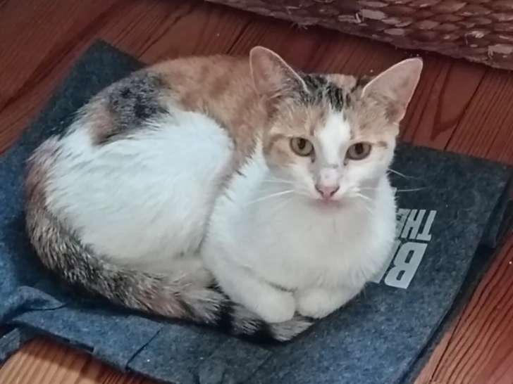 En attente d’adoption, chatte tricolore