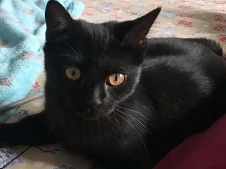 Disponible à l'adoption, chatonne noire