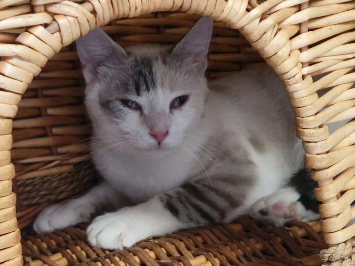 Prête pour l’adoption : chatte Siamoise d’un an
