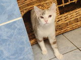 Prête pour l’adoption : chatte Siamoise d’un an