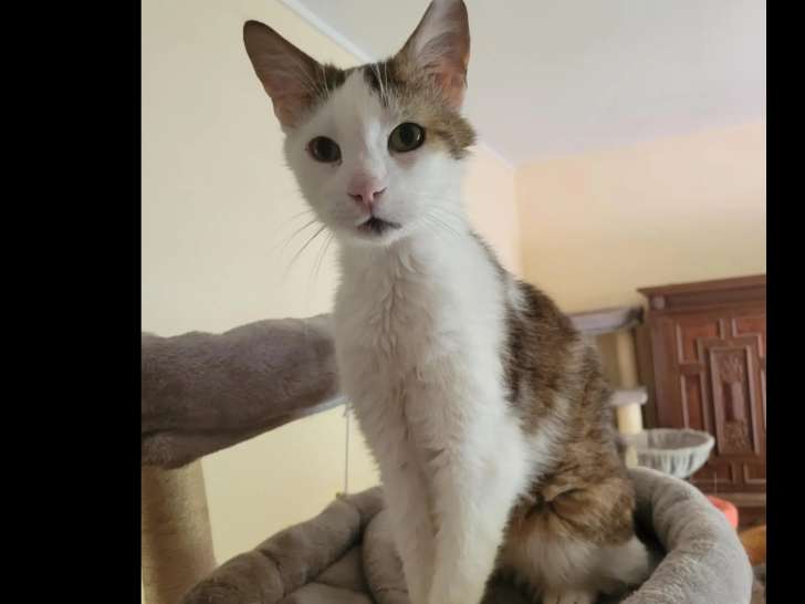 En attente d’un foyer, chat tigré blanc