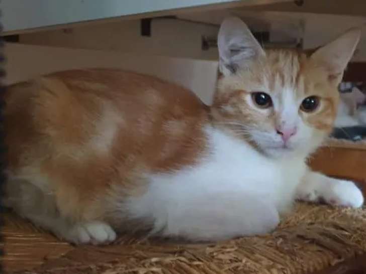 À accueillir, chat roux et blanc