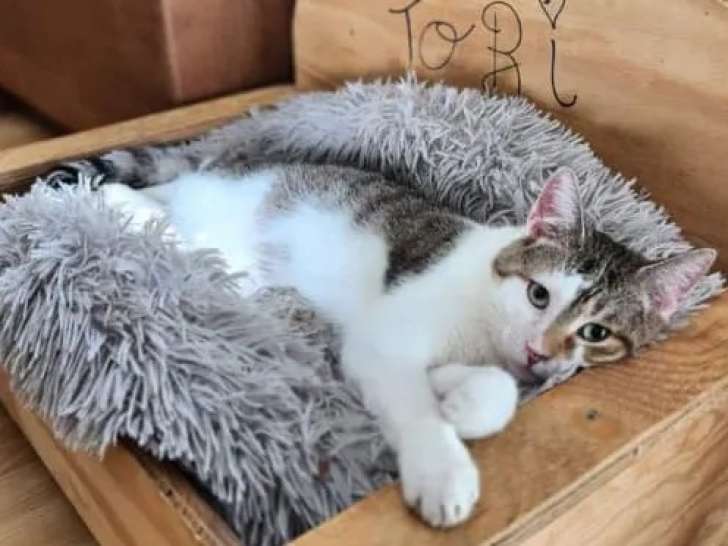 En quête d'une famille, chat tigré blanc