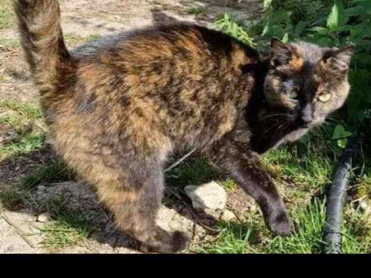 Adoption disponible : chatte âgée de 6 ans