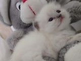 Chatons Ragdoll à vendre
