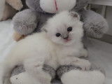 Chatons Ragdoll à vendre