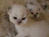 Chatons Ragdoll à vendre