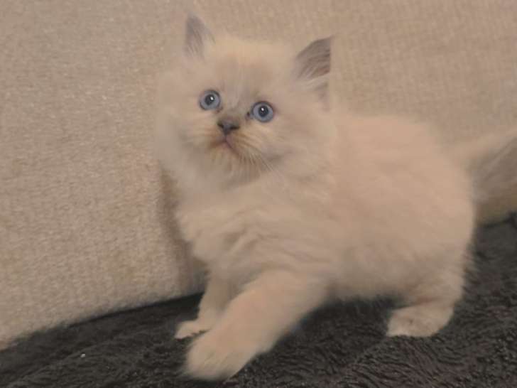 Chatons Ragdoll à vendre