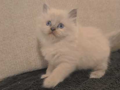 Chatons Ragdoll à vendre