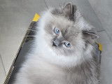 Chatons Ragdoll à vendre