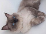 Chatons Ragdoll à vendre