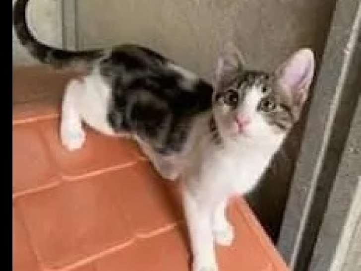 À la recherche d’un foyer, chat tigré blanc