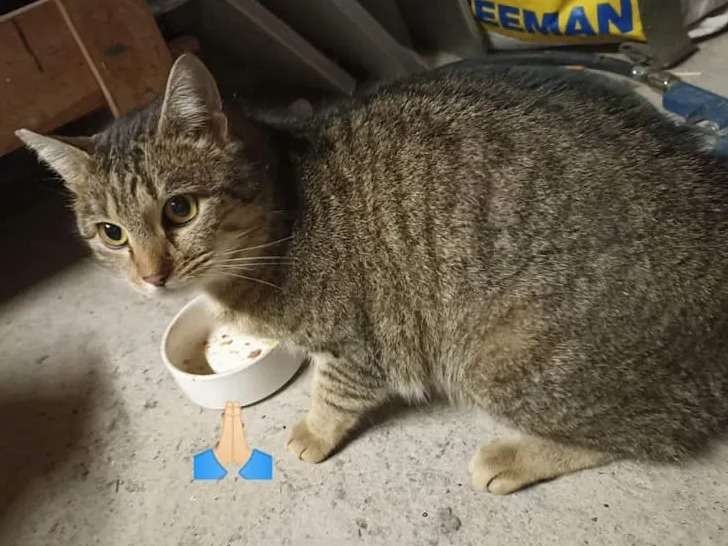 À adopter : chatte tigrée