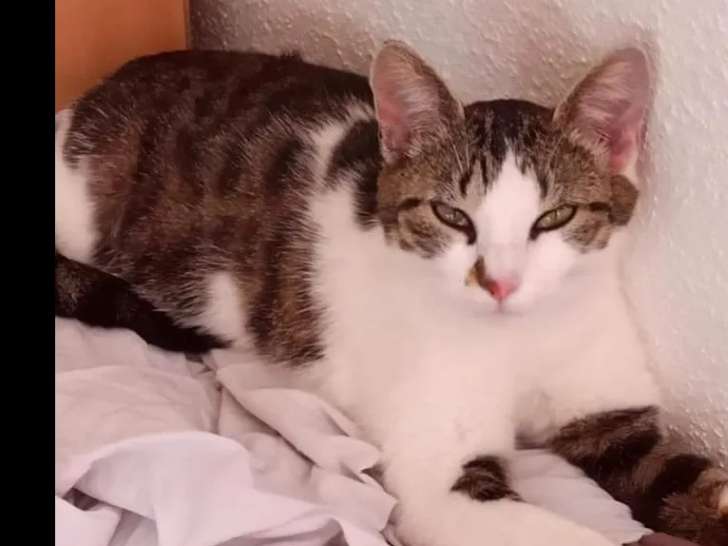 Disponible à l'adoption : chatte au pelage tigré blanc
