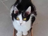 En attente d'adoption : chatte noire et blanche