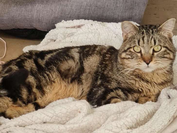 Prêt pour l’adoption : chat de 4 ans