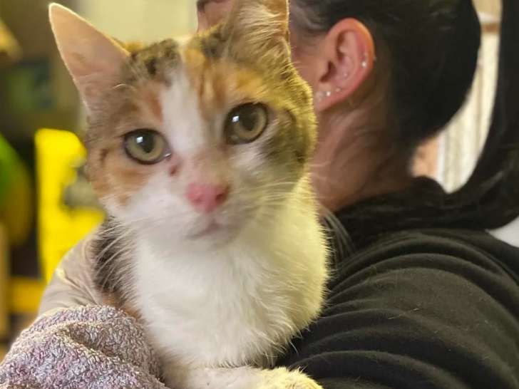 En attente d’un foyer : chatte tigrée blanche