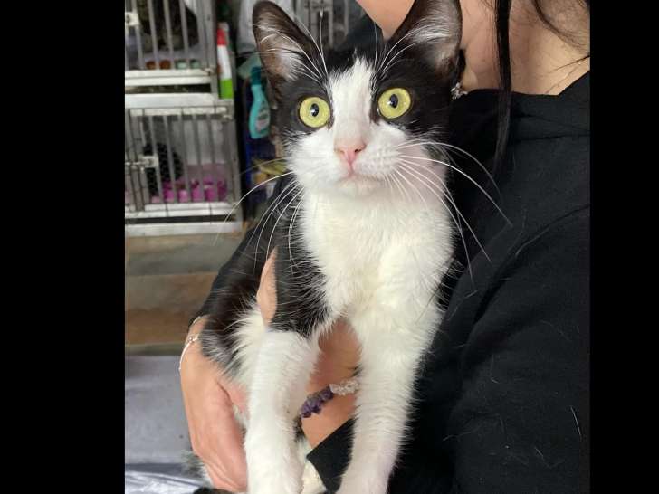 À accueillir : chatte de 2 ans
