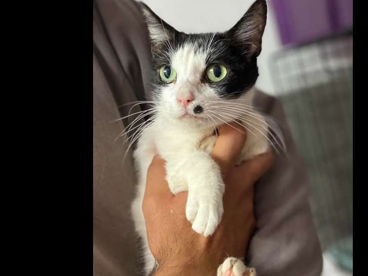 En quête d'une famille : chatte âgée de 9 ans