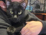 Adoption disponible : chat au pelage noir