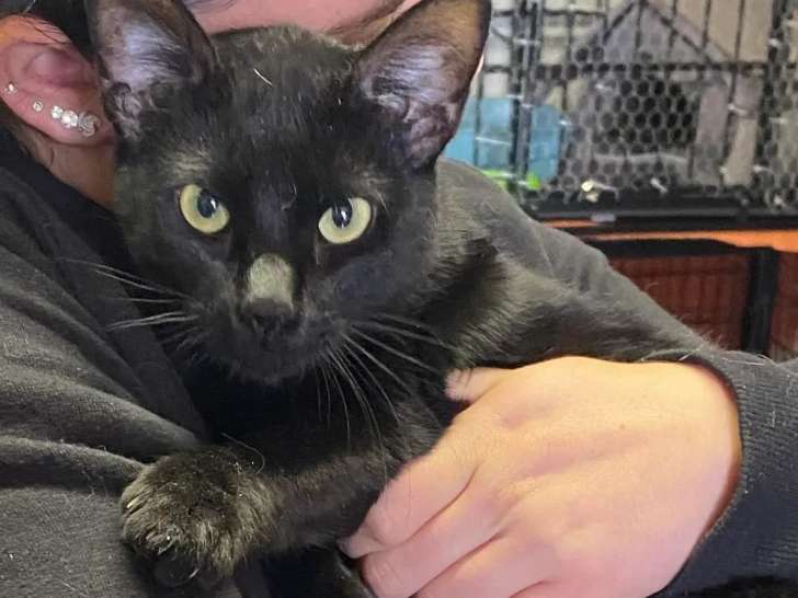 Adoption disponible : chat au pelage noir