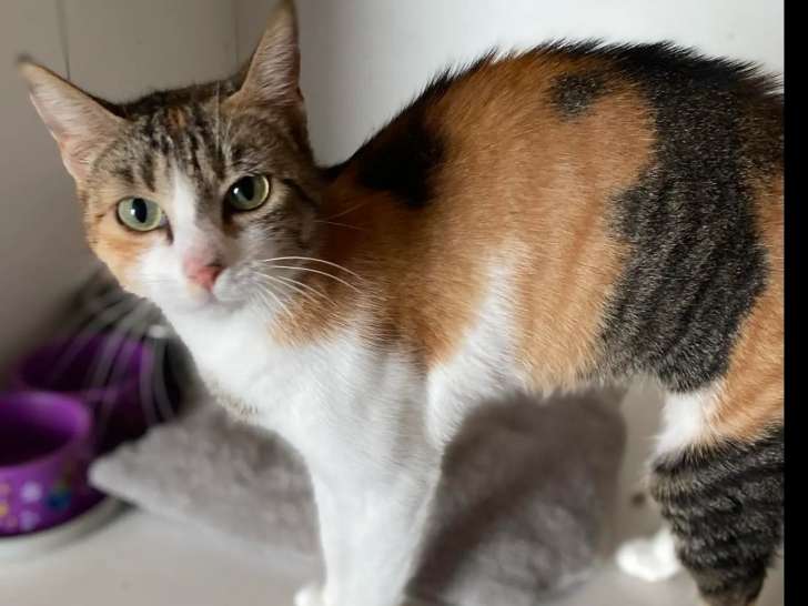 À la recherche d'une famille : chatte tricolore