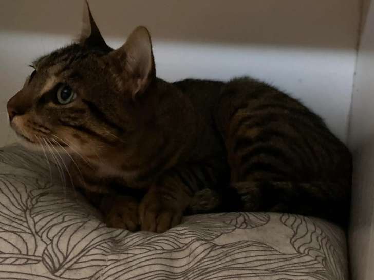 Chaton mâle de 9 mois à adopter