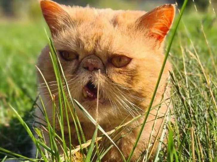 Chat Exotic Shorthair roux disponible à l'adoption
