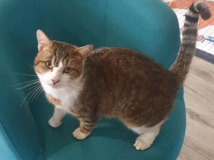 Chat tigré blanc en attente d'adoption