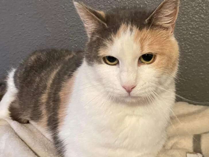 Chatte tricolore prête pour l’adoption